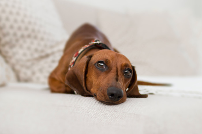 Hundekrankenversicherung Zusatzleistungen