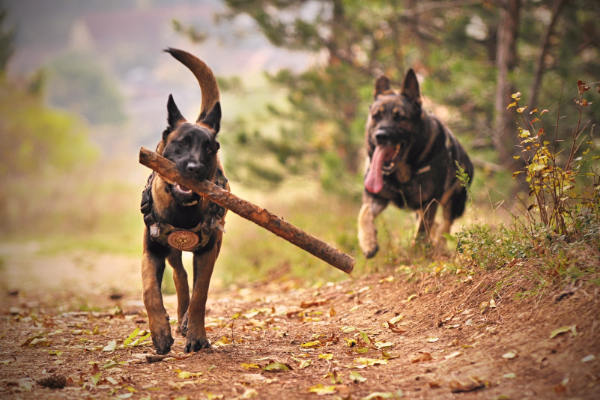 Hundekrankenversicherung Fortpflanzung Hunde